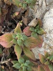 Parietaria