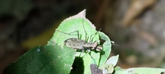 Cylindera kaleea