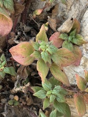 Parietaria