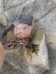 Parietaria