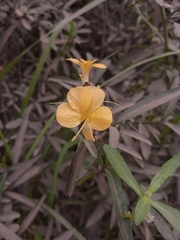 Barleria lupulina