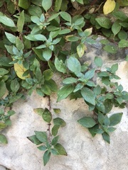 Parietaria