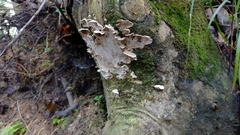 Fungi