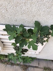 Ficus carica