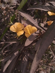 Barleria lupulina