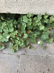 Cymbalaria muralis