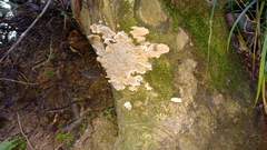 Fungi