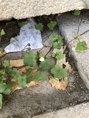 Cymbalaria muralis