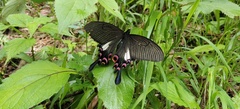 Papilio syfanius