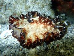 Discodoris boholiensis
