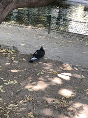 Columba livia domestica