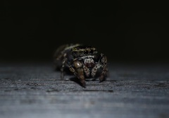 Salticidae