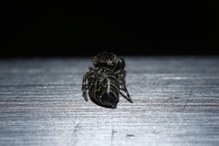 Salticidae