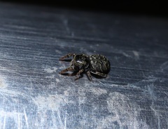 Salticidae