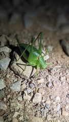 Barbitistes fischeri