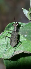 Cylindera kaleea