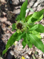 Baccharoides adoensis