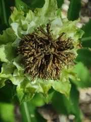 Baccharoides adoensis