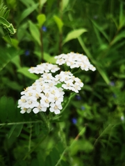 Achillea millefolium