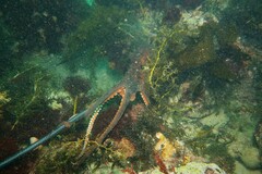 Macroctopus maorum