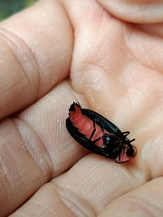 Pyrocoelia sanguiniventer