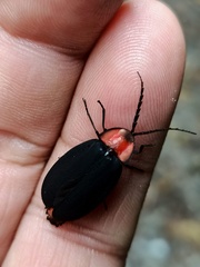 Pyrocoelia sanguiniventer