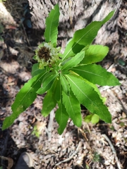 Baccharoides adoensis
