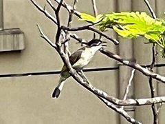 Pycnonotus sinensis hainanus