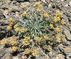 Physaria occidentalis