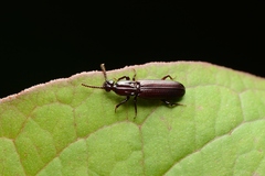 Rhysodidae