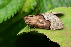 Semidonta basalis