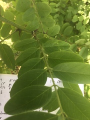 Robinia