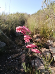 Gladiolus guthriei