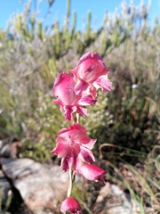 Gladiolus guthriei