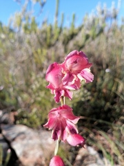 Gladiolus guthriei