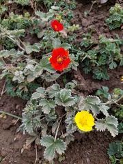 Potentilla argyrophylla