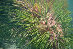 Caulerpa simpliciuscula