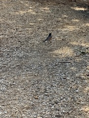 Turdus migratorius