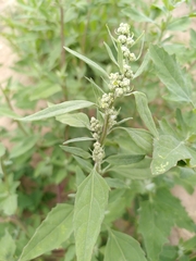 Chenopodium album