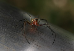 Phintella abnormis