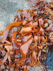 Pachymenia