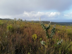 Protea aurea potbergensis