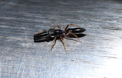 Myrmarachne inermichelis