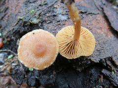 Gymnopilus liquiritiae
