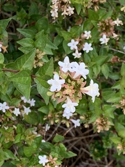 Abelia