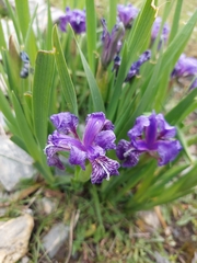 Iris hookeriana