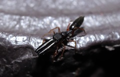 Myrmarachne inermichelis