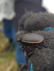 Carabus marginalis