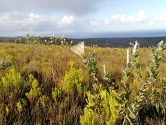 Protea aurea potbergensis