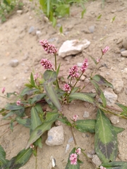 Persicaria maculosa